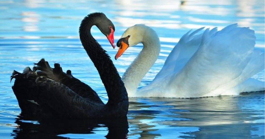 What Does a Black Swan Symbolize