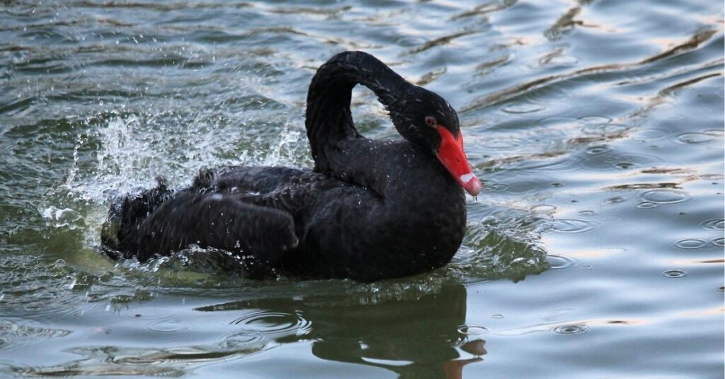 black swan spirit animal