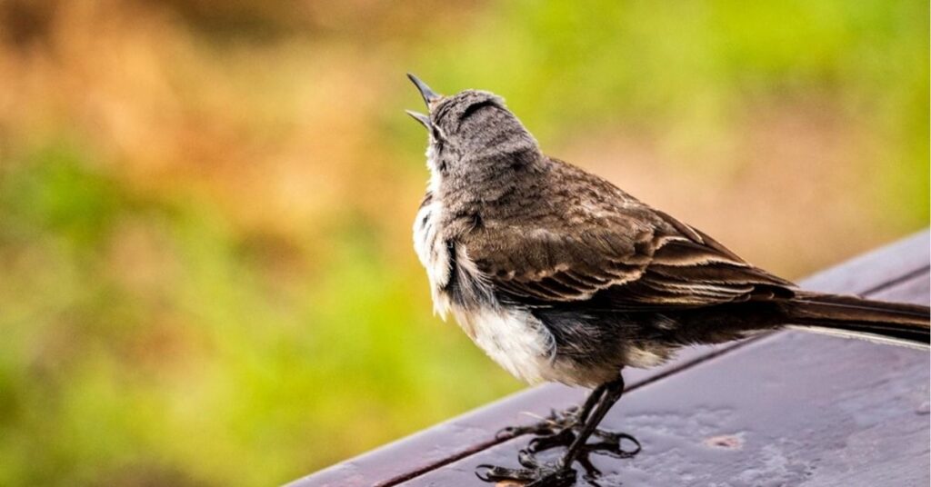 Birds Chirping at 3 AM Spiritual Meaning