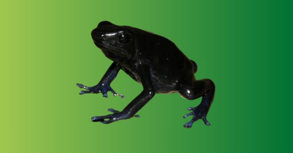 Black Frog Meaning