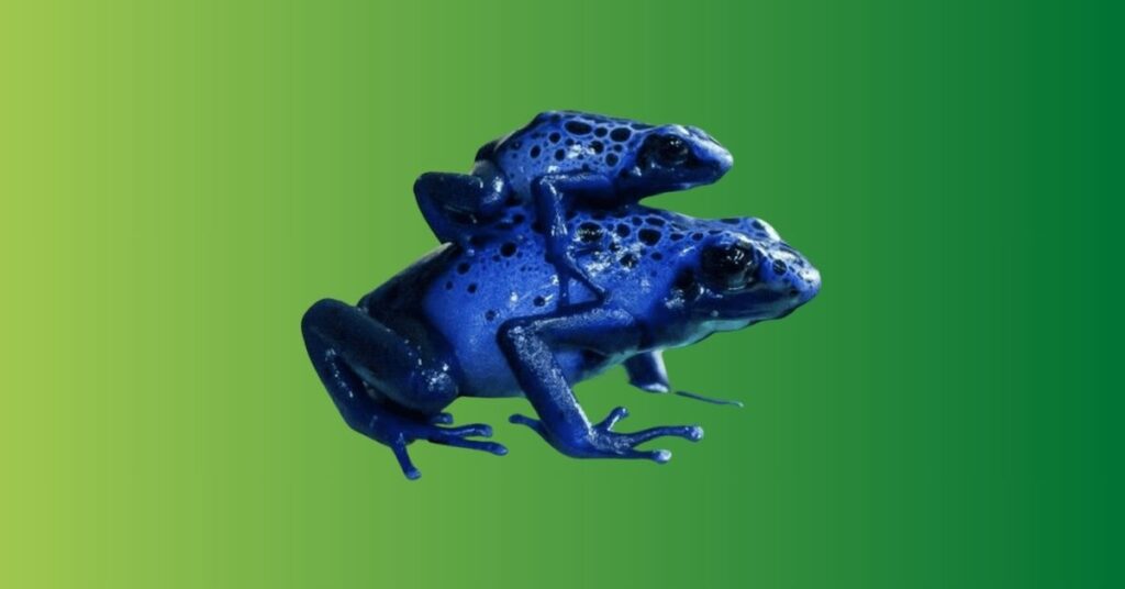 Blue Frog Meaning