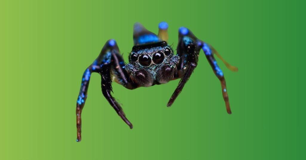 Blue Spider