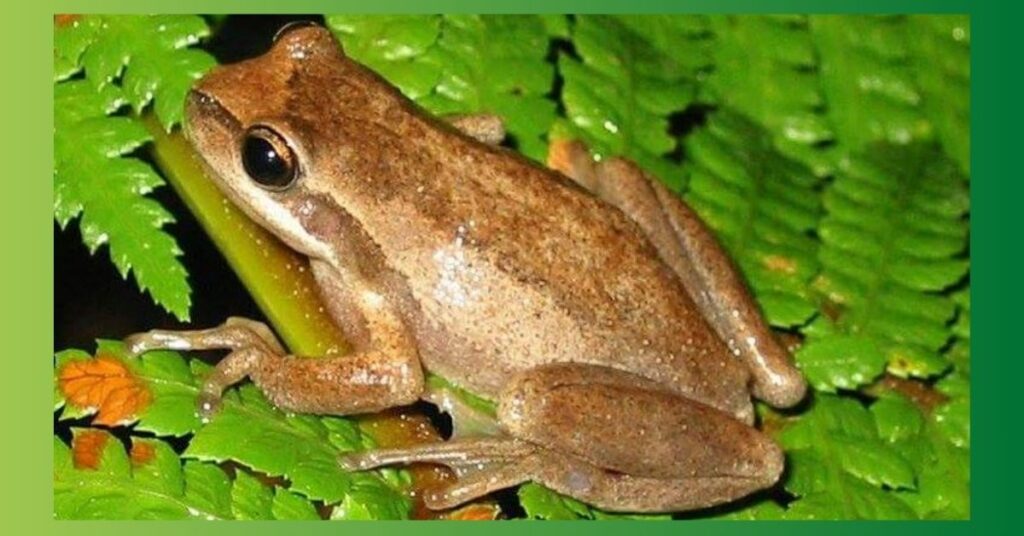  brown frog spiritual meaning