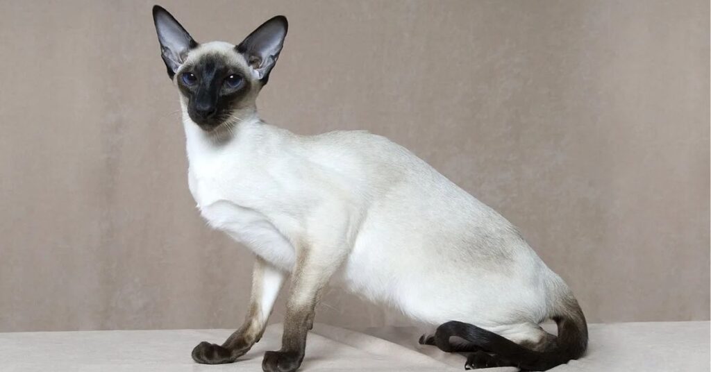 Siamese cat symbolism