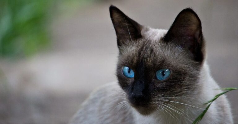 The Symbolism of Siamese Cats