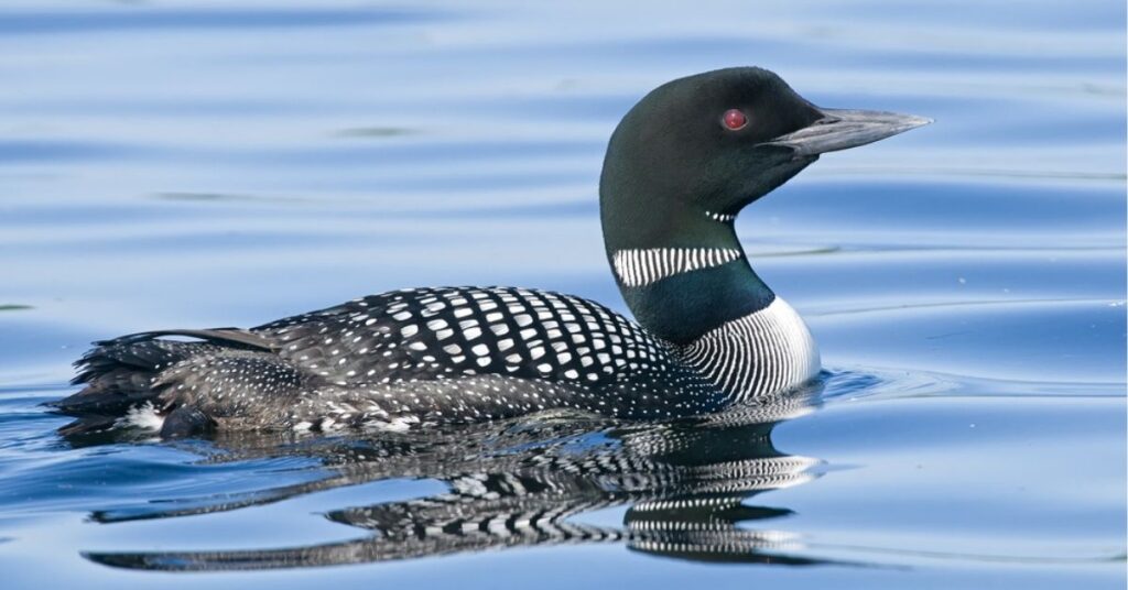 Dreams of loons