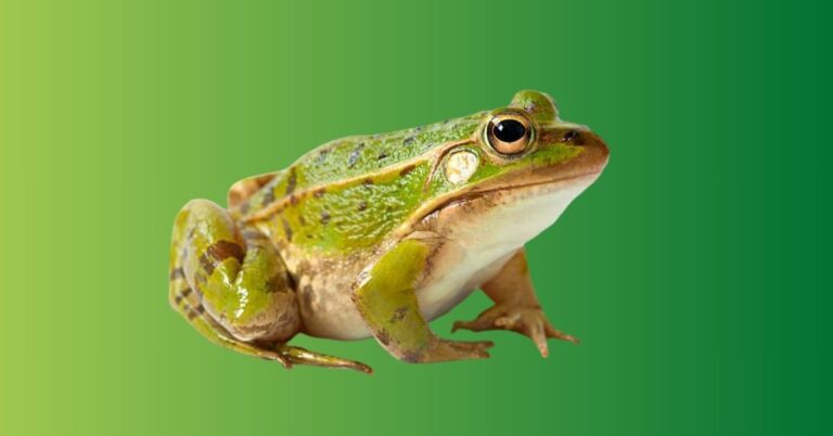 Frog Spiritual Meaning