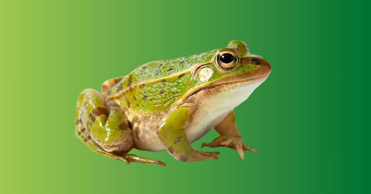 Frog Spiritual Meaning