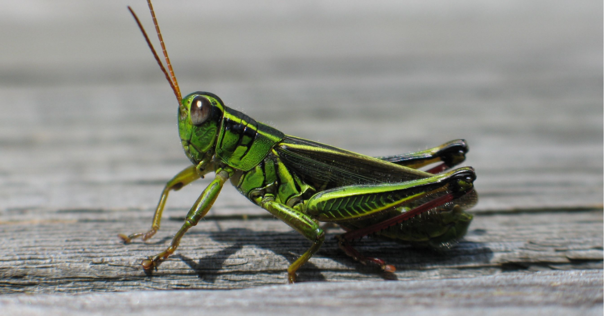 Grasshopper Spiritual Meaning