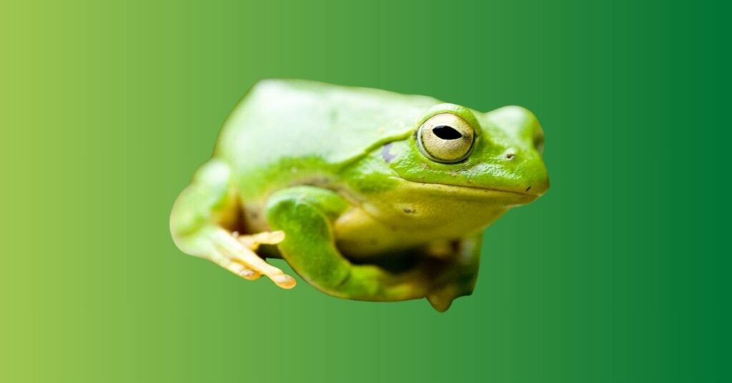  green frog spiritual meaning