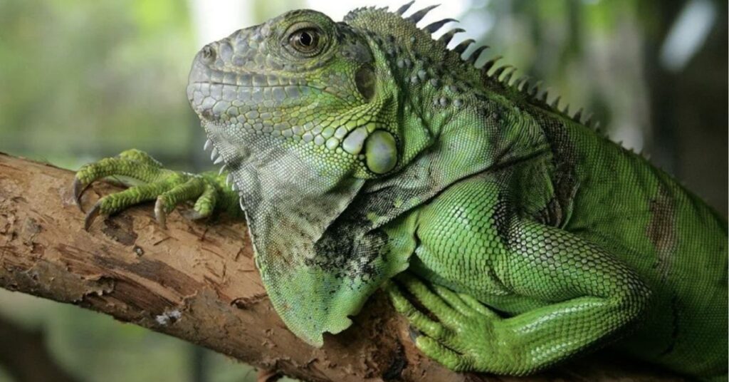 spiritual meaning of iguana