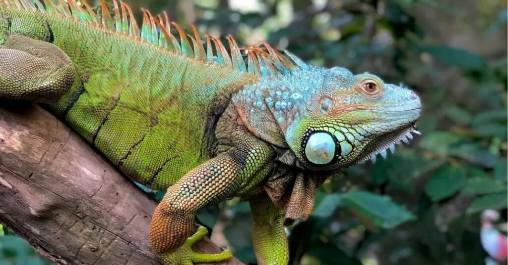 meaning of iguana in dreams