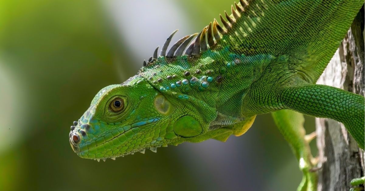 Iguana Symbolism & Meaning