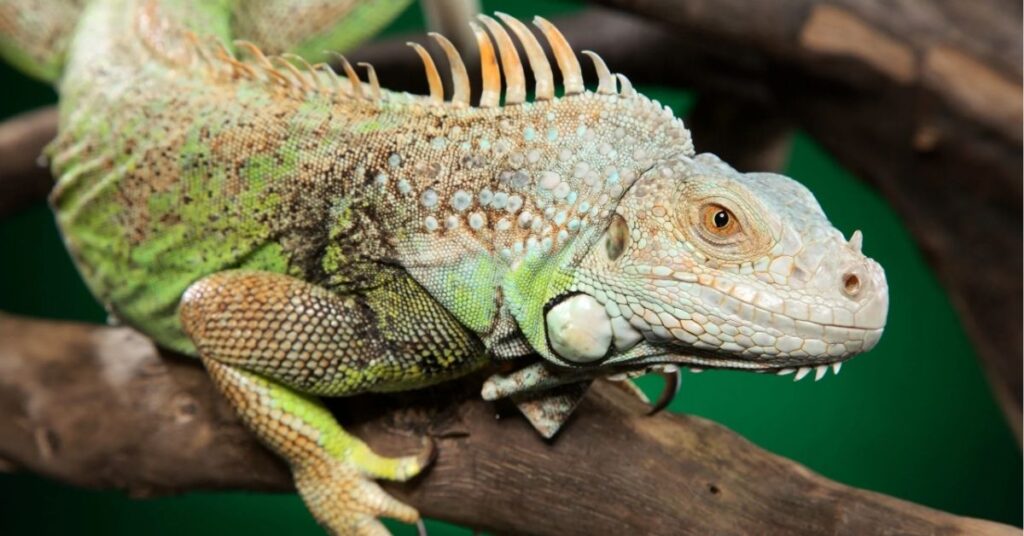 Iguana Totem Animal