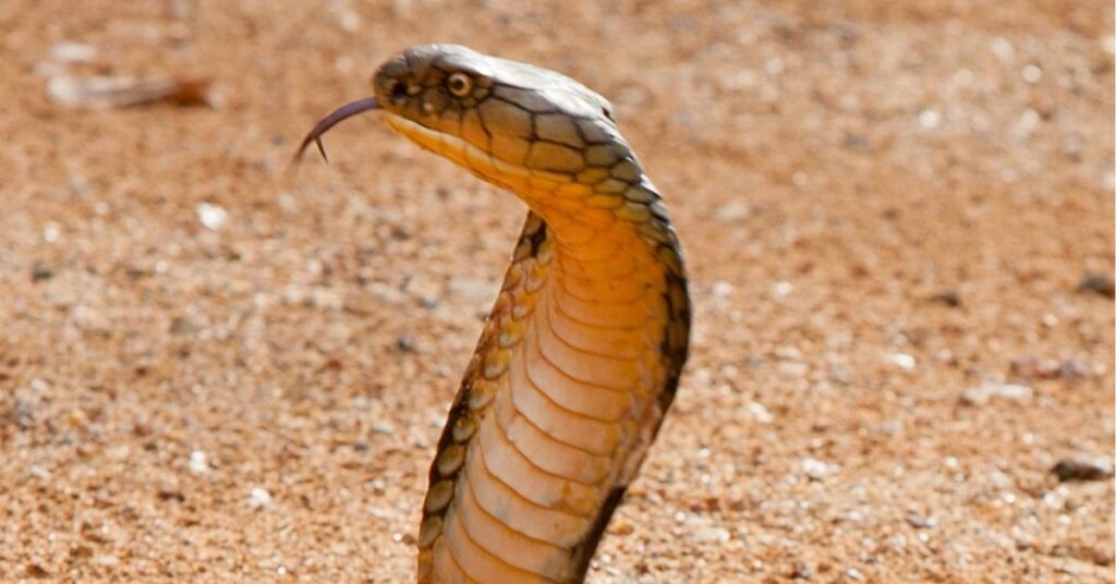 King Cobra Power Animaltra