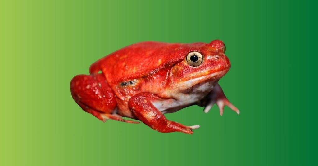 Red Frog Meaning