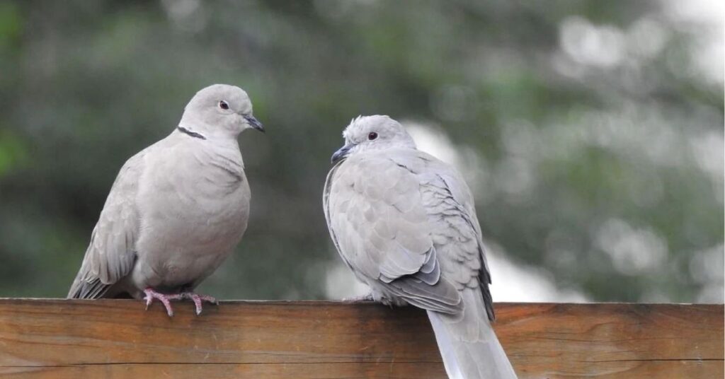 Cultural Beliefs of Seeing Two Grey Doves