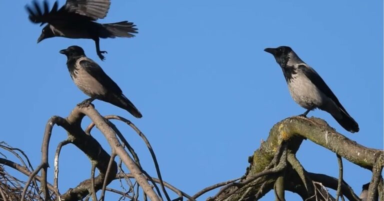 Spiritual Meaning of 3 Crows