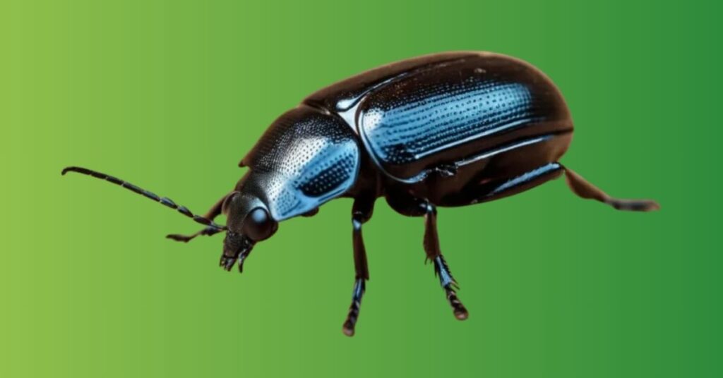 Black Beetle Spiritual Meaning