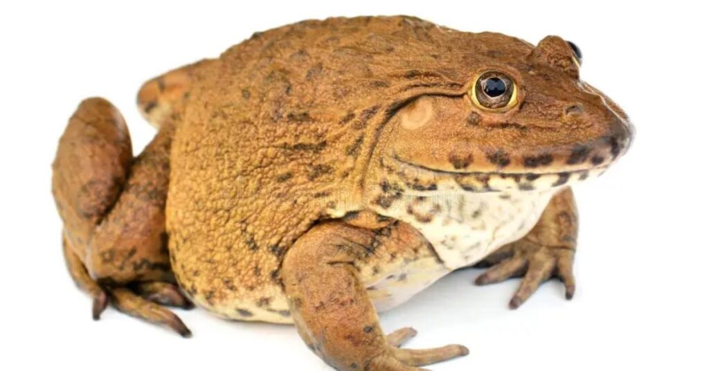 spiritual meaning of a toad

