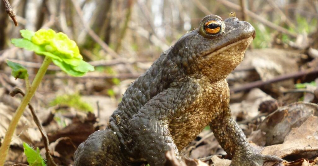 spiritual meaning of a toad at your front door

