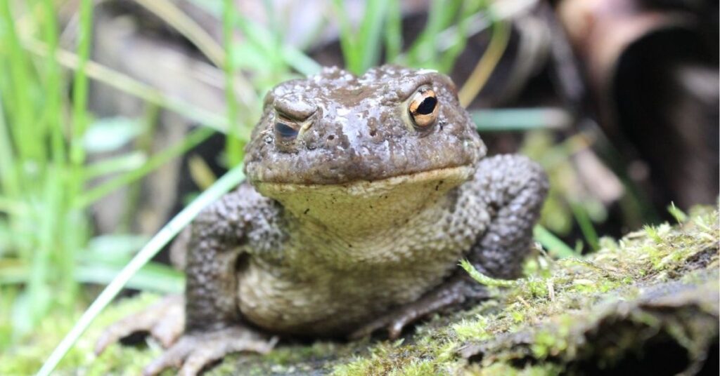 what does it mean when a toad crosses your path

