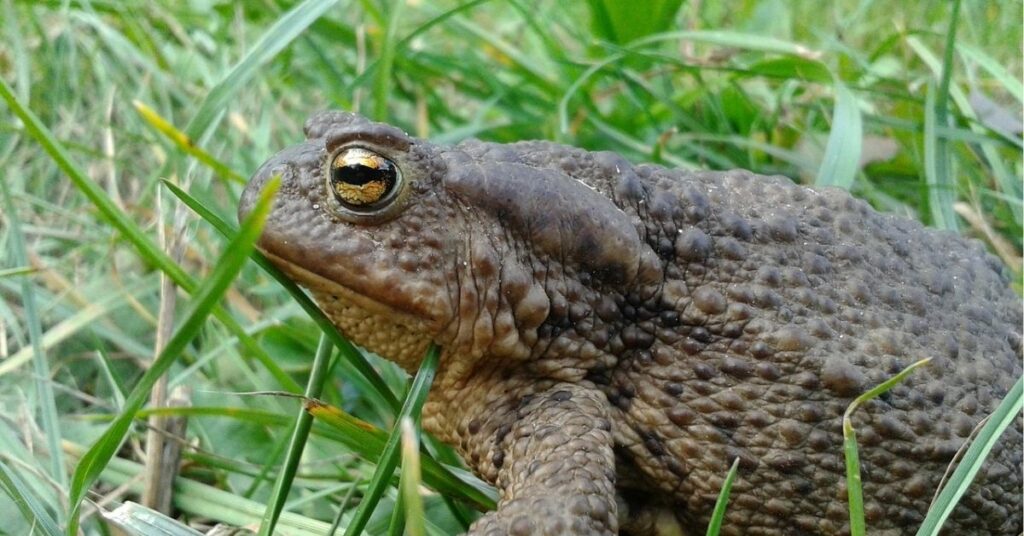 toads spiritual meaning

