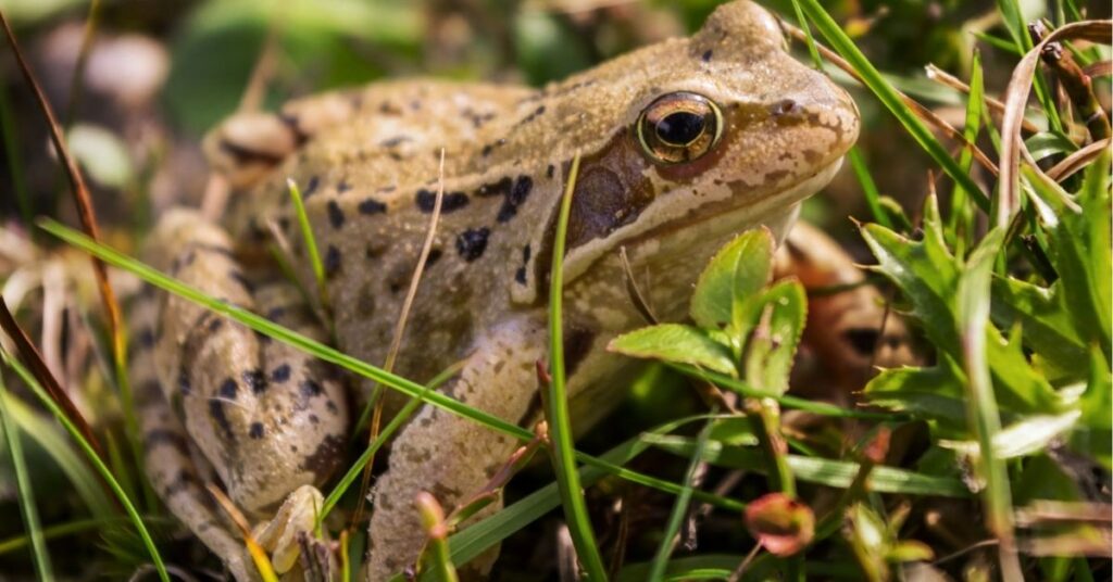 spiritual meaning of toads