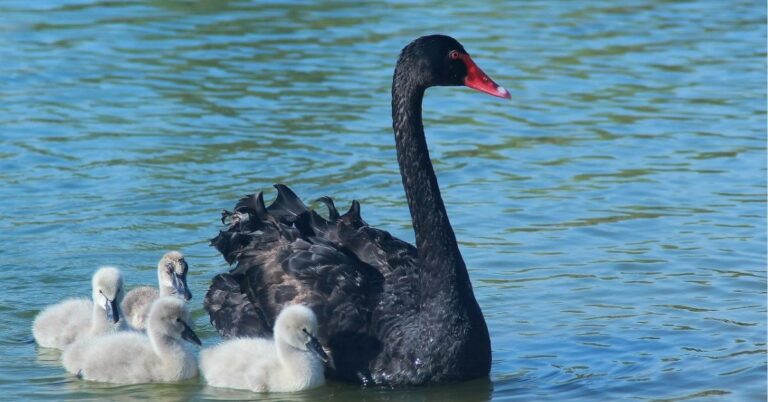 Black Swan Spiritual Meaning and Totem 