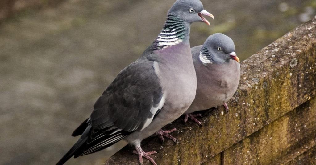 What Does It Mean When a Grey Dove Visits You?