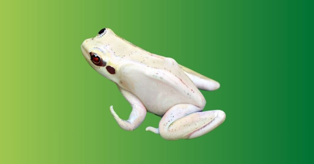 White Frog Meaning