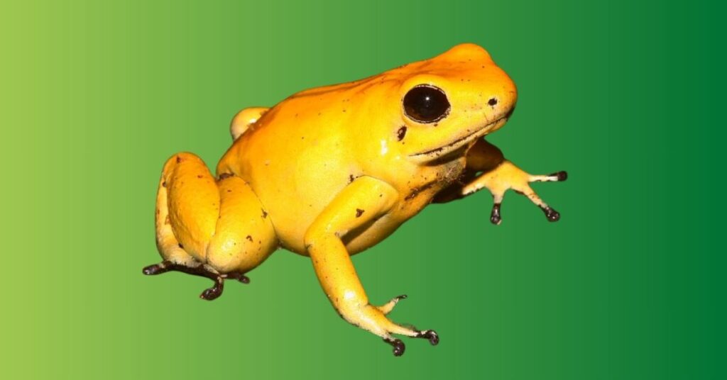 Yellow Frog Meaning