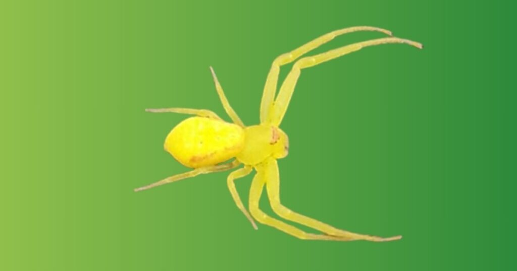  yellow spider spiritual meaning