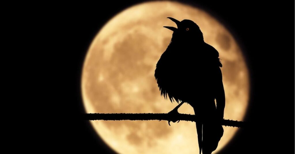 Why do birds chirp at night spiritual meaning