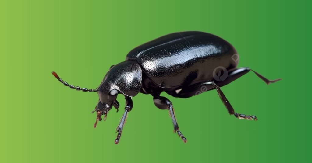 black beetle symbolism