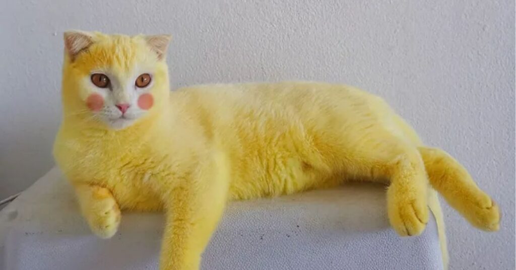 yellow cat spiritual meaning

