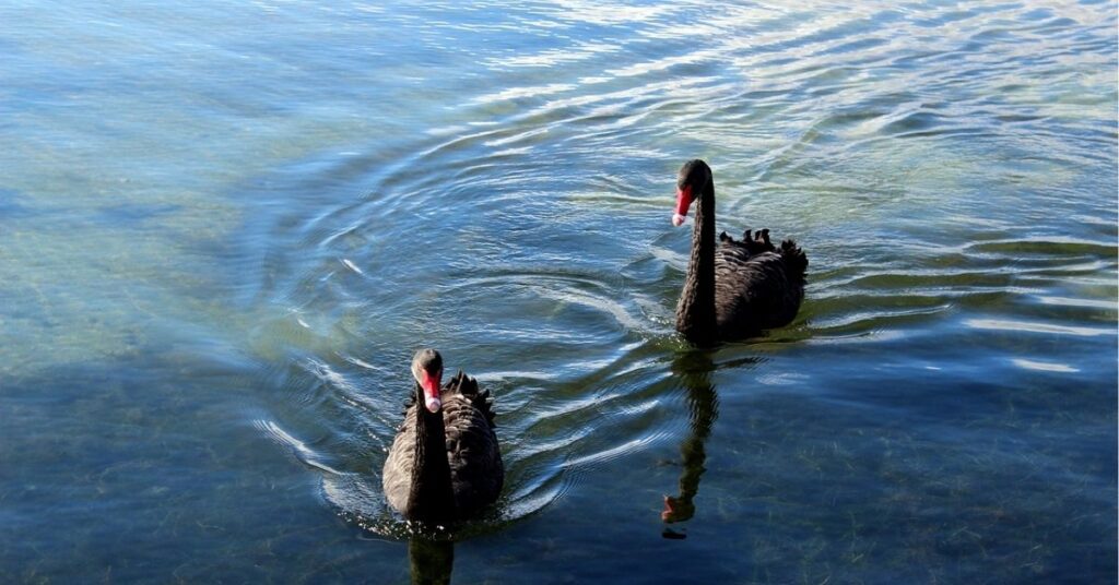 spiritual message of black swan