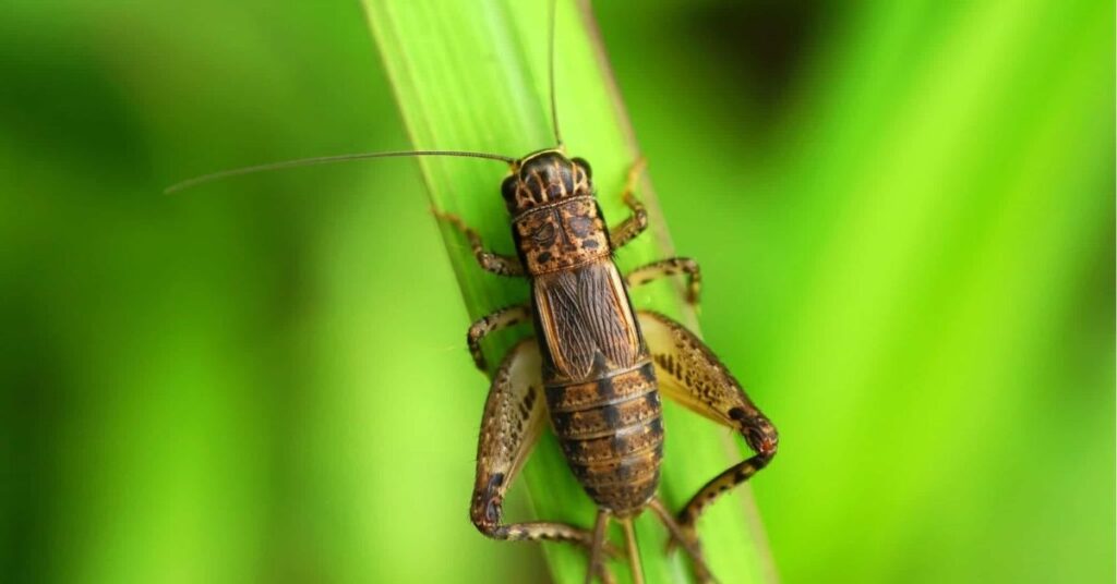 cricket insect spiritual meaning