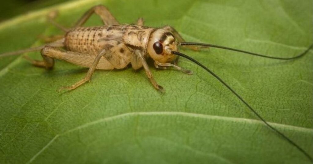 cricket meaning spiritual