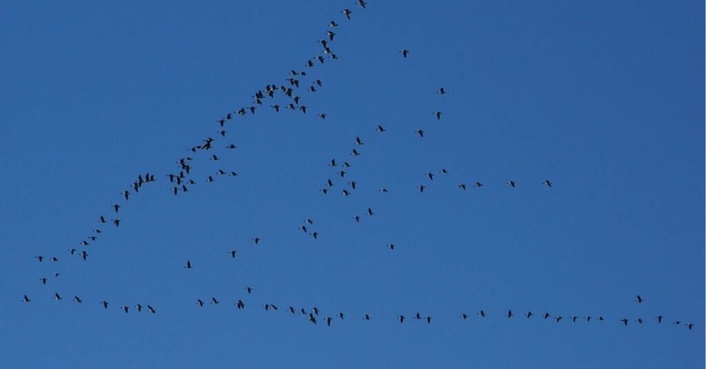 flock of birds chirping spiritual meaning

