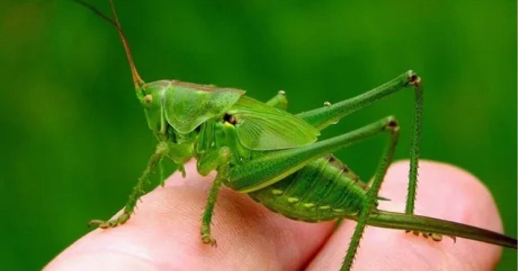 grasshopper spiritual meaning