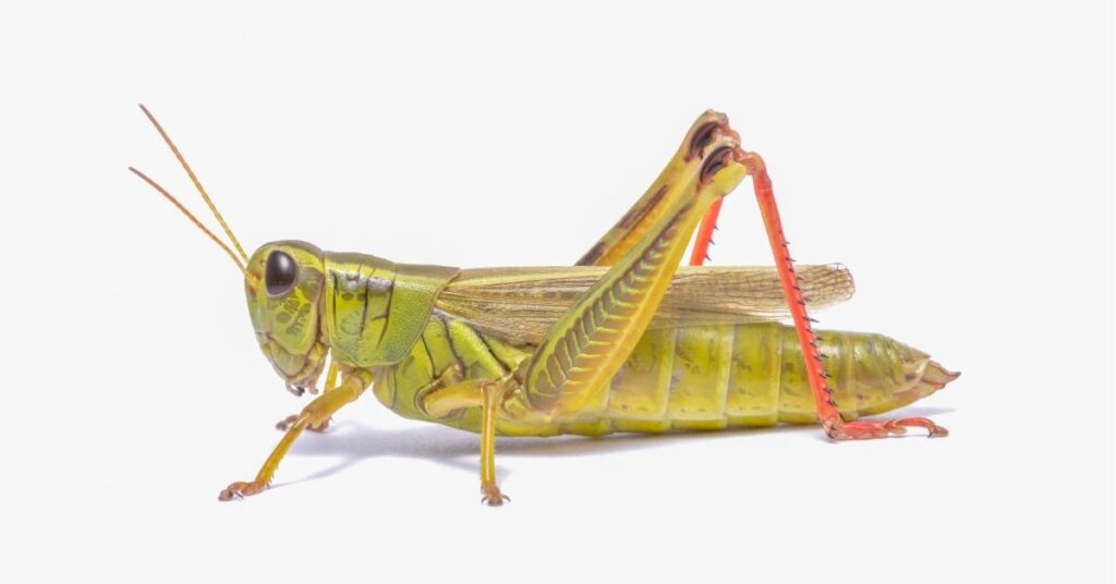 spiritual meaning for grasshopper