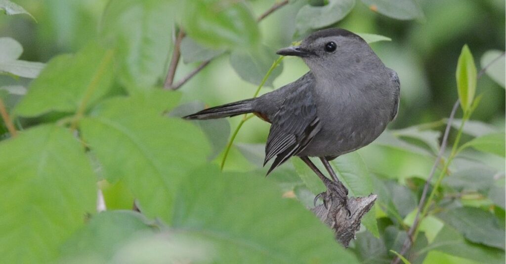 gray bird meaning