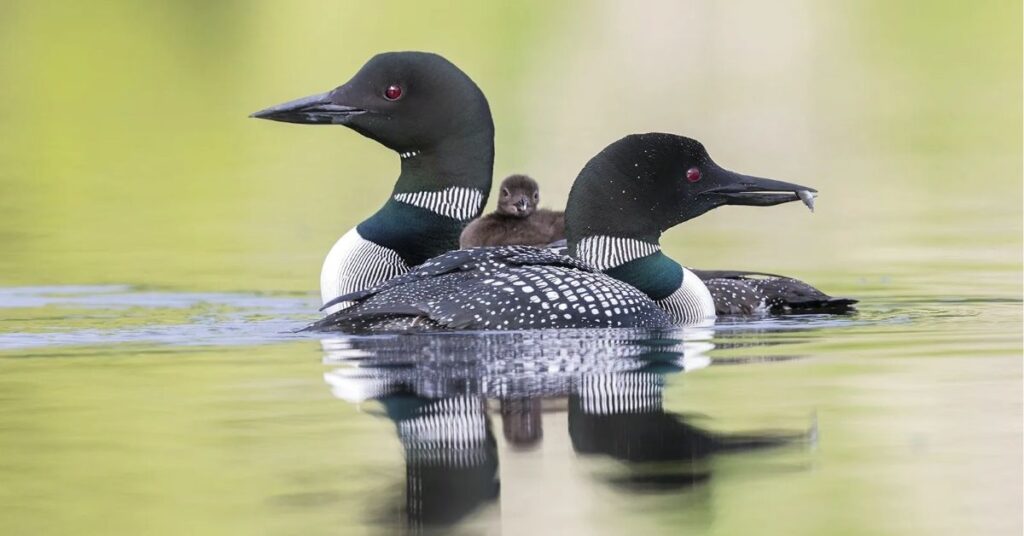 Loon Meaning