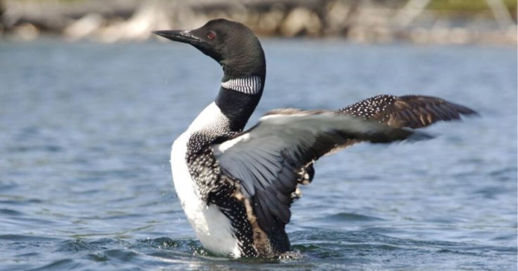 loon spiritual meaning