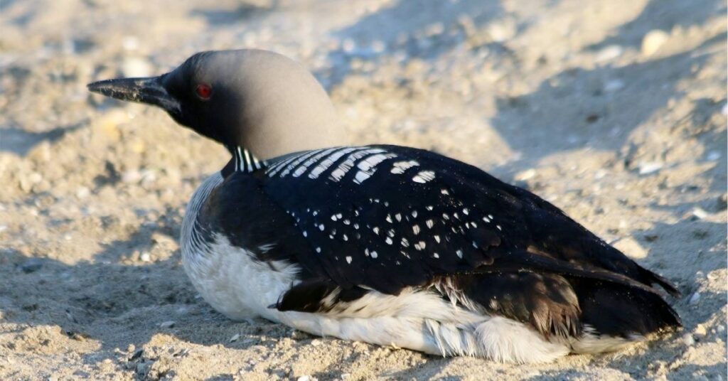 loon bird meaning