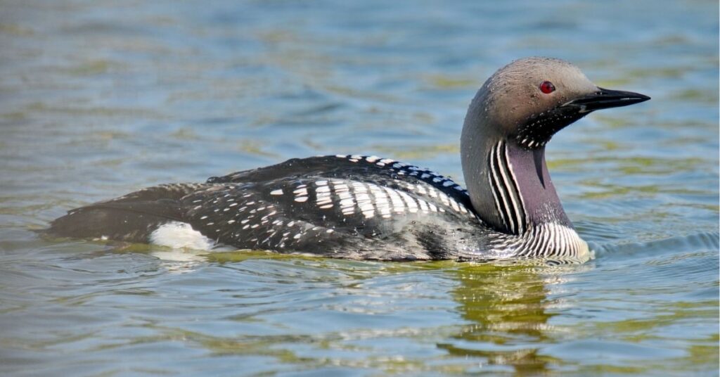 loon symbolism

