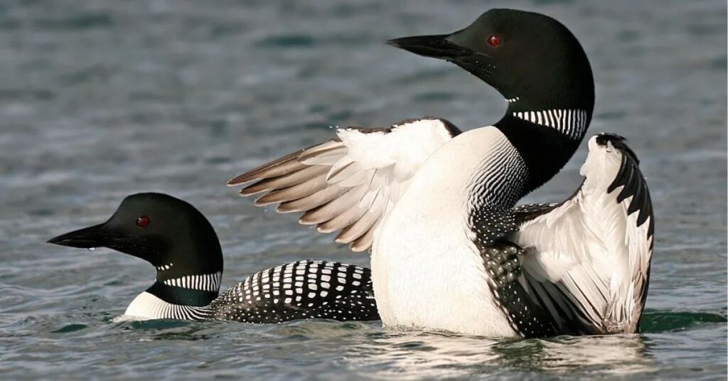 Loon Spirit Animal