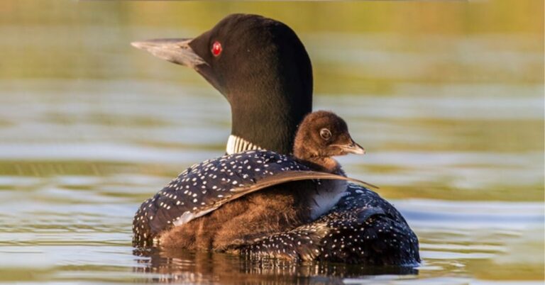 Loon Spiritual Meaning, Symbolism, and Totem