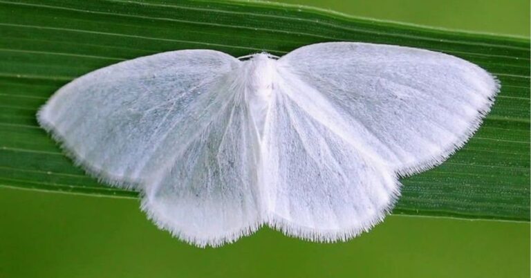 Spiritual Meanings of White Moths